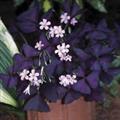  False shamrock
